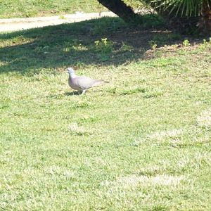 Wood pigeon in Barcelona 23.5.12
