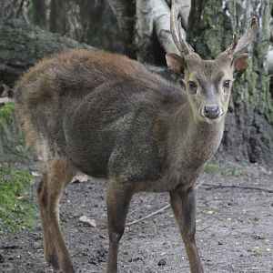 Bawean Deer (Axis kuhlii) male