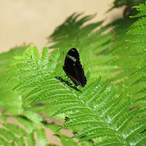 Butterfly House - Red Cracker