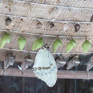 Butterfly House - Chrysalises and Owl Butterfly