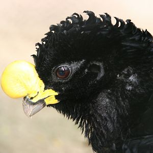 Great Curassow (Crax rubra) male