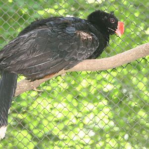 Razor-billed Curassow (Mitu tuberosa)