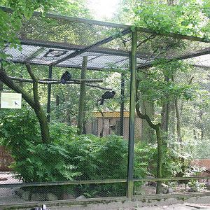 Aviary with Razor-billed Curassows