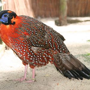 Satyr Tragopan (Tragopan satyra) male