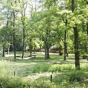 Thomson's Gazelle enclosure