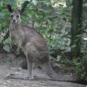 Eastern Grey Kangaroo (Macropus giganteus)