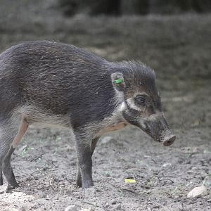 Negros Warty Pig (Sus cebifrons negrinus)