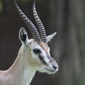 Thomson's gazelle
