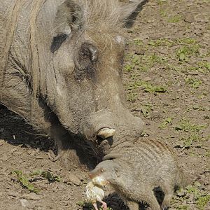 Warthog and banded mongoose