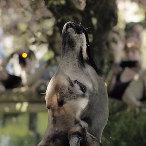 The Walk and Talk reaches the okapi paddock