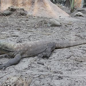 Komodo Dragon (Varanus komodoensis)