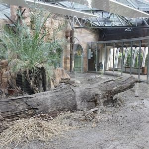 Komodo Dragon enclosure