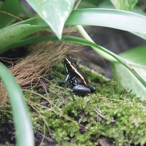 Golfodulcean Poison Frog (Phyllobates vittatus)