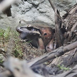 Mountain Chicken Frog (Leptodactylus fallax)