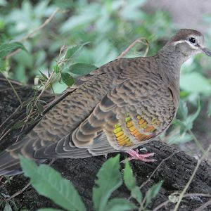 Common Bronze-winged Pigeon