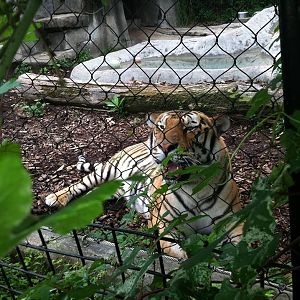 Amur Tiger, Young male