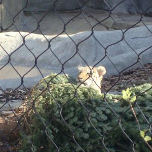 Tiger cubs and their Christmas Tree