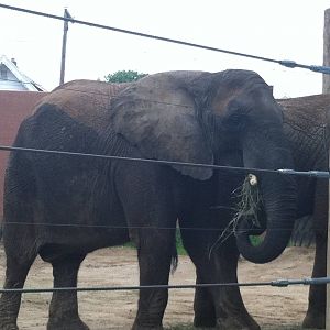 Baby Louie, not such a baby any more