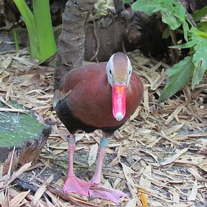 Black Bellied Whistling Duck