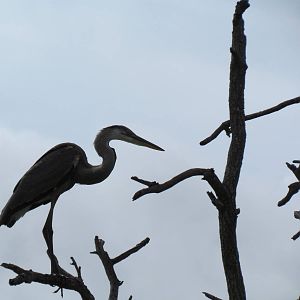 Blue Heron