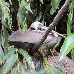 Brown Pelican
