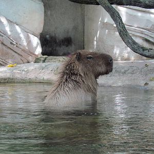 Capybara