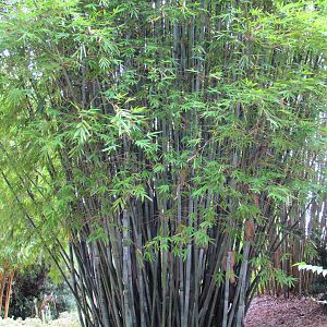 Clump of Bamboo