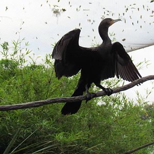 Double Crested Cormorant