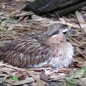 Double Striped Thick Knee Lying Down