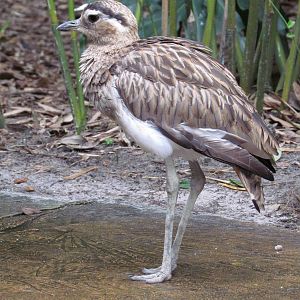 Double Striped Thick Knee