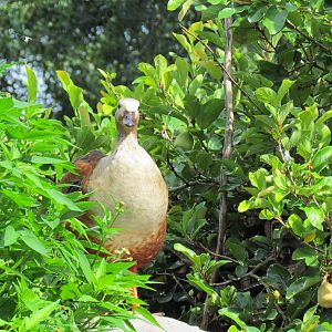 Orinoco Goose Up High
