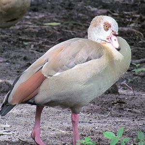 Egyptian Goose