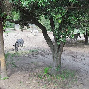 Grevy's Zebra Exhibit