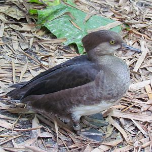 Hooded Merganser Hen
