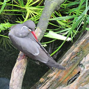 Inca Tern