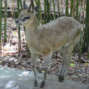 Klipspringer