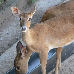 Burmese Brown Antelered Deer at Chester Zoo, 06/07/13