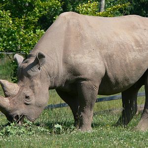 Eastern Black Rhino at Chester Zoo, 06/07/13