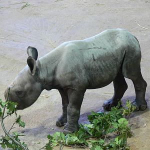 Eastern Black Rhino calf at Chester Zoo, 06/07/13
