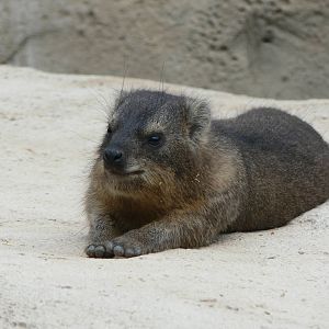 South African Rock Hyrax at Chester Zoo, 06/07/13
