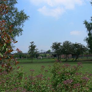 Zebra paddock at Chester Zoo, 06/07/13