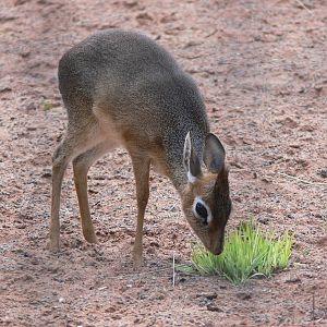 Kirk's Dik Dik at Chester Zoo, 06/07/13