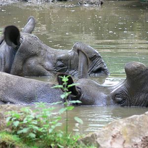 Indian Rhino bathing at Chester Zoo, 06/07/13
