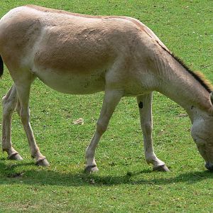 Persian Onager at Chester Zoo, 06/07/13