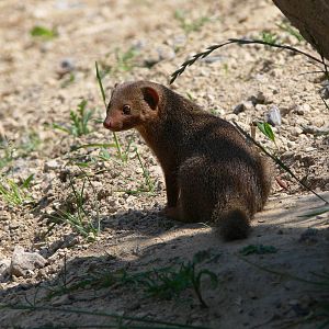 Common Dwarf Mongoose at Chester Zoo, 06/07/13