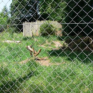 Bush Dog exhibit at Chester Zoo, 06/07/13