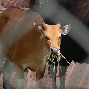 Javan Banteng at Chester Zoo, 06/07/13