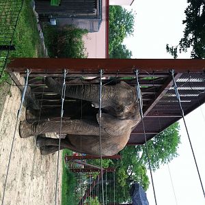 twiggy begging for popcorn from the crowd