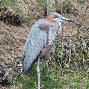 Goliath heron