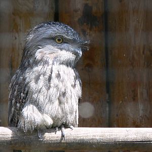 Tawny Frogmouth at Chester Zoo, 06/07/13